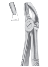  Fig. 18B upper molars