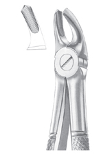  Fig. 39R upper molars right for children