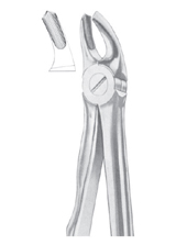  Fig. 39R upper molars right for children