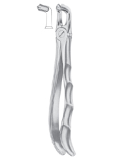  Fig.  79 lower third molars