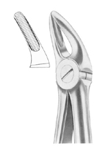  Fig.  136 upper premolars and roots