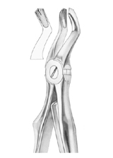  KLEIN (Fig.  220) upper molars