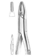  Fig. 1 upper incisors and roots