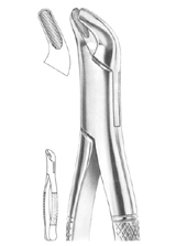  Fig. 4 upper and lower premolars