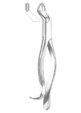  Fig. 10H upper molars