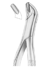  Fig. 20L upper molars left