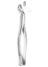  Fig. 53R upper molars right