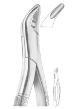  Fig. 62 incisors, premolars, deciduous teeth