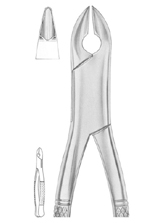  KELLS Fig. 99C upper incisors,  canines, premolars